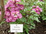 Violetta rose photo