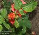 Arromanches rose photo