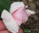 Souvenir de Jean Croibier rose photo