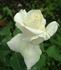 Bianca rose photo