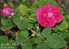 Madame Charles Wood rose photo