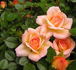 Hanky Panky rose photo