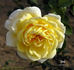Zeus rose photo