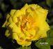Sunny Today rose photo