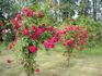 Ludvik Vecera rose photo