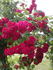Ludvik Vecera rose photo