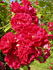 Ludvik Vecera rose photo