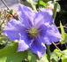 Will Goodwin clematis photo