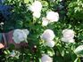 Pure Magic rose photo
