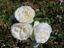 Pure Magic rose photo