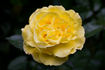 Heart of Gold rose photo