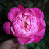 Cherry Drop rose photo