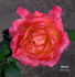 Florizel rose photo