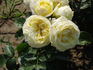 Gruss an Oldenburg rose photo