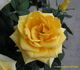 Silvia Hit ® rose photo