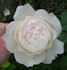 Callista rose photo