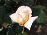 Ebb Tide rose photo
