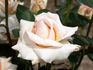 Amoureuse rose photo