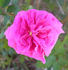 Souvenir de la Malmaison Sport rose photo