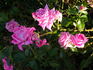 Klimentina rose photo