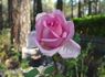 Esme Euvrard rose photo