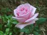 Rod Stillman rose photo