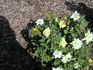King's Mountain rose photo