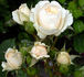 Edelweiss ® rose photo