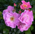 Pink Robusta ® rose photo
