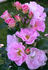 Pink Robusta ® rose photo