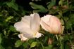 Prestige de Seine-et-Marne ® rose photo
