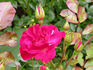 Mystic Fairy ™ rose photo
