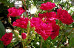 Mystic Fairy ™ rose photo