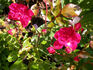 Mystic Fairy ™ rose photo