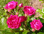 Little Mischief rose photo