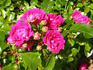 Little Mischief rose photo