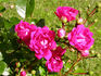 Little Mischief rose photo