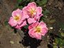 ASPAQ rose photo