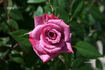 Vista ™ rose photo