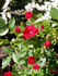 Charming Cover ® rose photo