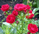 Charming Cover ® rose photo