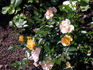 Sun Cover ™ rose photo