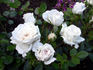 Snow Hit ® rose photo