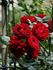 Red Pinocchio rose photo