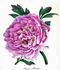 Rosea Plena peony photo