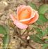 Marquisette rose photo