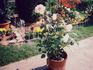 Pearl Essence ™ rose photo