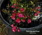 Rote Gabrielle Privat rose photo