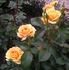 Golden Years rose photo