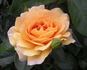Golden Years rose photo